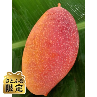 【さとふる限定】【ほうおうマンゴー】群馬県太田市産まれの激レアマンゴー 約1.0kg(1～2玉)