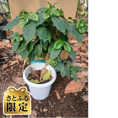 【さとふる限定】アラビカコーヒーの樹 1株