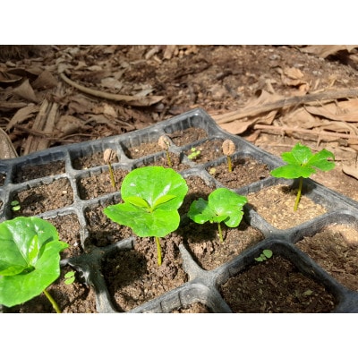 【さとふる限定】アラビカコーヒーの樹 1株
