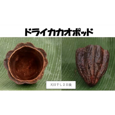 【さとふる限定】カカオポッド ハーフ