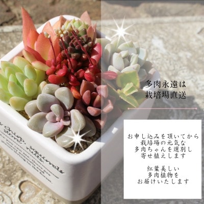 ビンテージスクエアーの多肉植物の寄せ植え