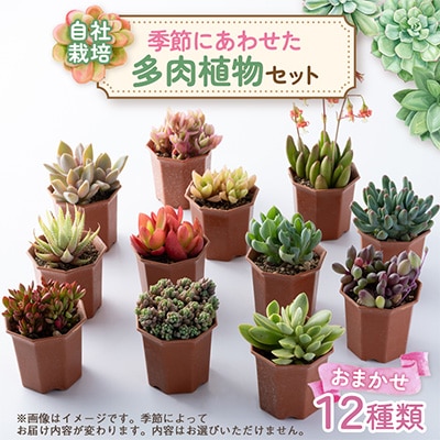 多肉植物おまかせ12種セット