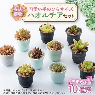 多肉植物10種類ハオルチアセット