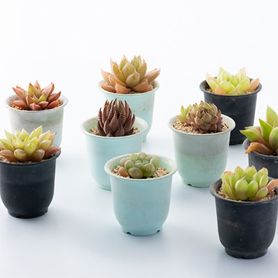 多肉植物10種類ハオルチアセット