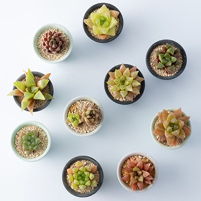 多肉植物10種類ハオルチアセット
