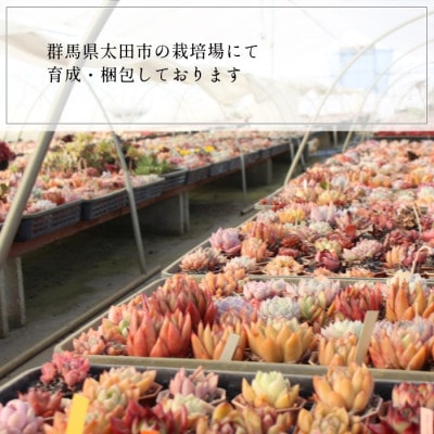 多肉植物9種類エケベリアセット