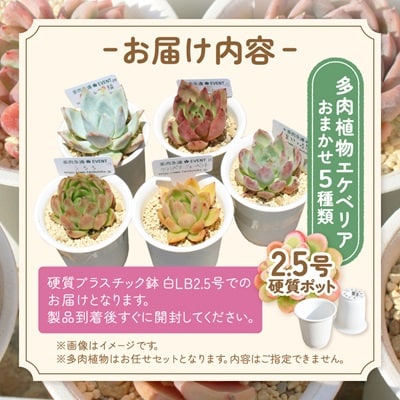 多肉植物5種類 多肉永遠オリジナル名札付きエケベリアセット
