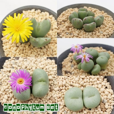 多肉植物6種類コノフィツムセット