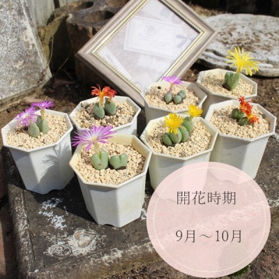 多肉植物6種類コノフィツムセット
