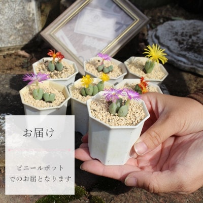 多肉植物6種類コノフィツムセット