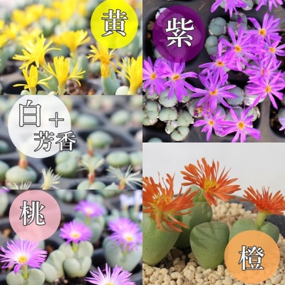 多肉植物6種類コノフィツムセット