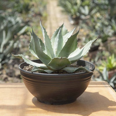 Agave　オバティフォリア