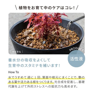 植物用 活性液 バイオゴールド バイタル 2L×1本