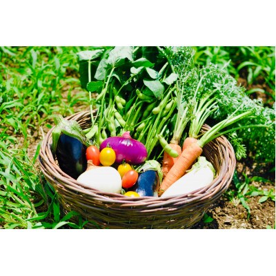 新鮮さ抜群 季節の味を楽しむ有機JAS認証 野菜詰め合わせセット(7種類前後)オーガニック 有機野菜