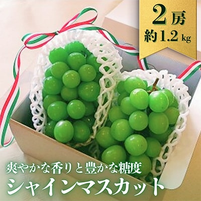【2026年8月より発送】先行予約　群馬県産シャインマスカット2房　約1.2kg