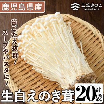 生白えのき茸(20袋・計5kg)【三笠えのき茸生産組合】a-12-221