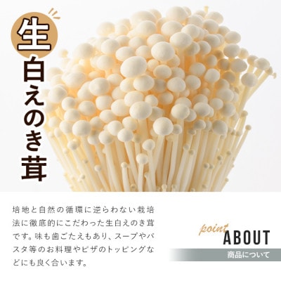 生白えのき茸(20袋・計5kg)【三笠えのき茸生産組合】a-12-221