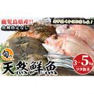 旬の天然鮮魚BOX(3～5kg)　さるがく水産　a-20-29