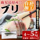 鮮度抜群!自社加工ブリ(片身分・4～5kg) 　さるがく水産　a-32-6