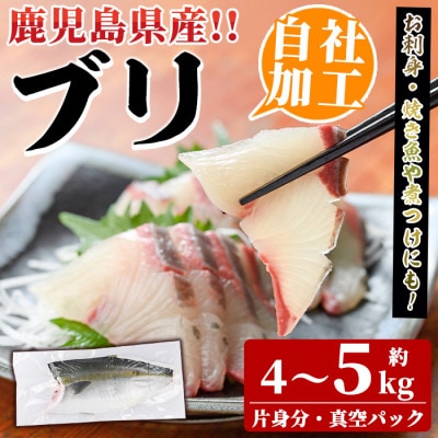 鮮度抜群!自社加工ブリ(片身分・4～5kg) 　さるがく水産　a-32-6