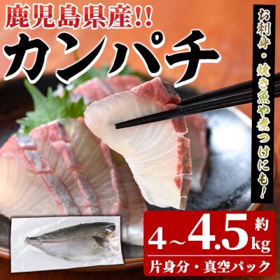 鮮度抜群!鹿児島県産カンパチ(片身分・4～4.5kg)　さるがく水産　a-40-11