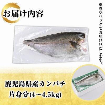 鮮度抜群!鹿児島県産カンパチ(片身分・4～4.5kg)　さるがく水産　a-40-11