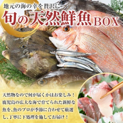 旬の天然鮮魚BOX(5～10kg)　さるがく水産　a-40-12