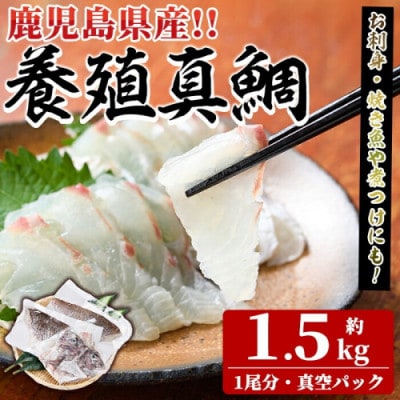 鮮度抜群!養殖 真鯛 約1.5kg(1尾分)【さるがく水産】akn028-08