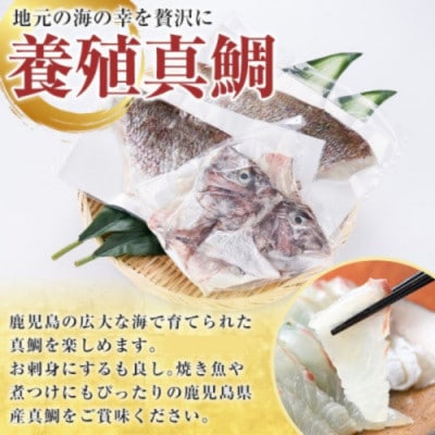 鮮度抜群!養殖 真鯛 約1.5kg(1尾分)【さるがく水産】akn028-08