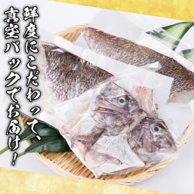 鮮度抜群!養殖 真鯛 約1.5kg(1尾分)【さるがく水産】akn028-08