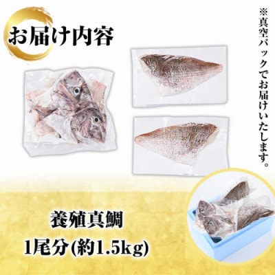 鮮度抜群!養殖 真鯛 約1.5kg(1尾分)【さるがく水産】akn028-08