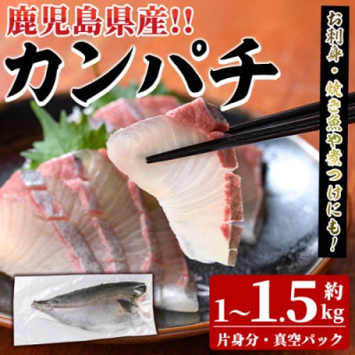 鮮度抜群!鹿児島県産 カンパチ 約1～1.5kg(片身分)【さるがく水産】akn028-28
