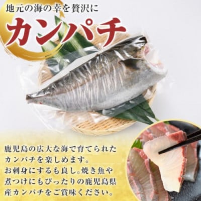 鮮度抜群!鹿児島県産 カンパチ 約1～1.5kg(片身分)【さるがく水産】akn028-28
