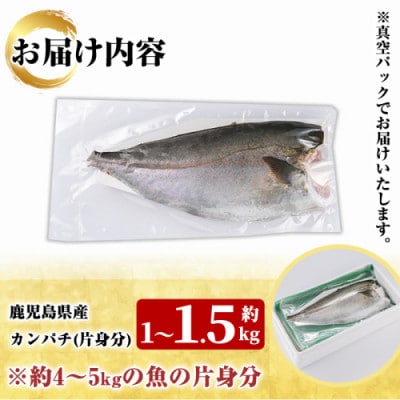 鮮度抜群!鹿児島県産 カンパチ 約1～1.5kg(片身分)【さるがく水産】akn028-28