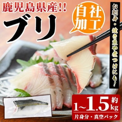 鮮度抜群!自社加工 ブリ 約1～1.5kg(片身分)【さるがく水産】akn028-24
