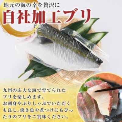 鮮度抜群!自社加工 ブリ 約1～1.5kg(片身分)【さるがく水産】akn028-24