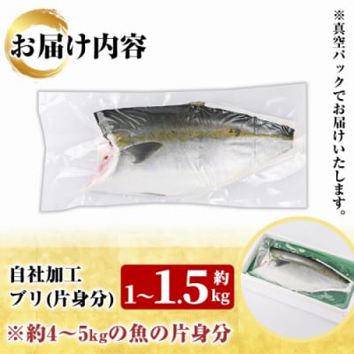 鮮度抜群!自社加工 ブリ 約1～1.5kg(片身分)【さるがく水産】akn028-24