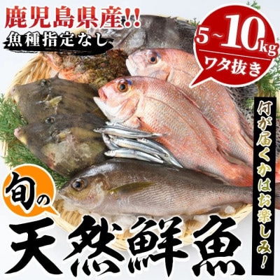 旬の天然鮮魚 BOXセット (5～10kg)【さるがく水産】akn028-29