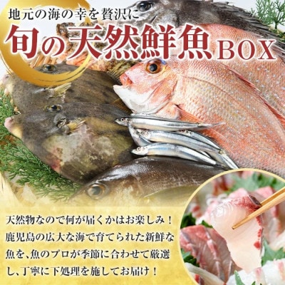 旬の天然鮮魚 BOXセット (5～10kg)【さるがく水産】akn028-29