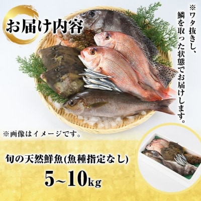 旬の天然鮮魚 BOXセット (5～10kg)【さるがく水産】akn028-29