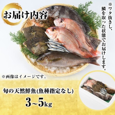 旬の天然鮮魚 BOXセット (3～5kg)【さるがく水産】akn028-30