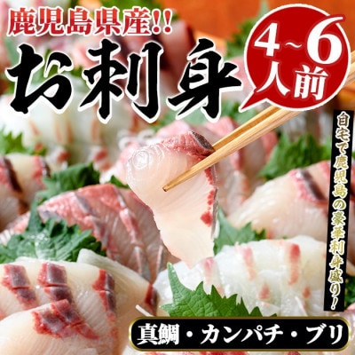 厳選!!お刺身 BOXセット (4～6人前)【さるがく水産】akn028-16