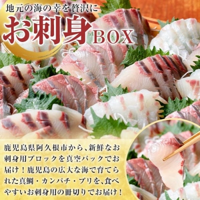 厳選!!お刺身 BOXセット (4～6人前)【さるがく水産】akn028-16