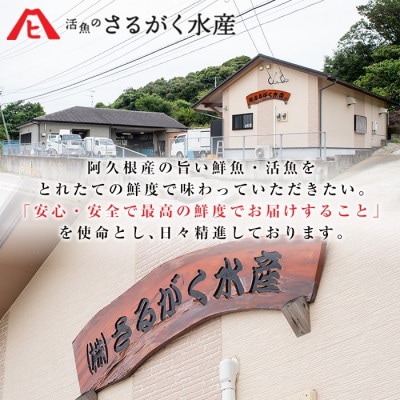 真鯛 昆布締め 約500g(1尾分)【さるがく水産】akn028-49