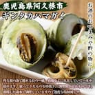 先行予約!数量限定 ギンタカハマガイ(三角みな)ボイル(300g×5P)【福美丸水産】