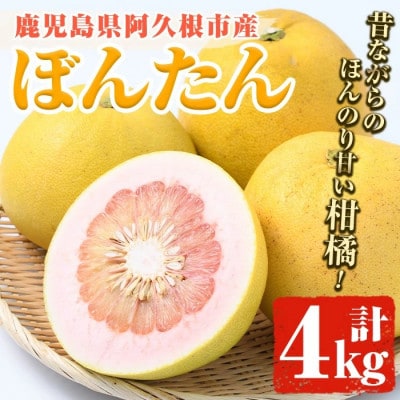 先行予約!12月中旬以降発送 阿久根市特産 ボンタン(4kg) 【松永青果】akn053-01