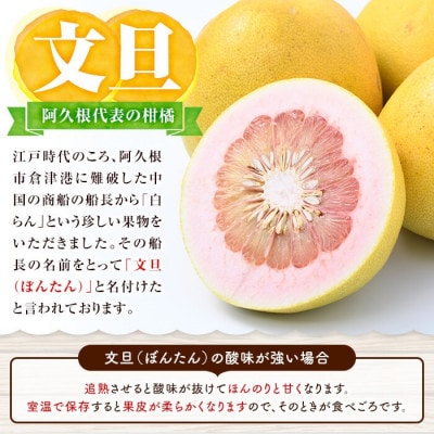 先行予約!12月中旬以降発送 阿久根市特産 ボンタン(計8kg) 【松永青果】akn053-02