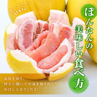 先行予約!12月中旬以降発送 阿久根市特産 ボンタン(計8kg) 【松永青果】akn053-02