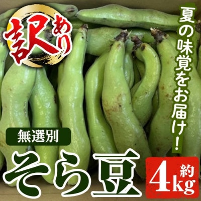 先行予約!2026年4月順次発送 訳あり!鹿児島県産 鞘つき そら豆 【松永青果】akn053-08