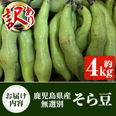 先行予約!2026年4月順次発送 訳あり!鹿児島県産 鞘つき そら豆 【松永青果】akn053-08